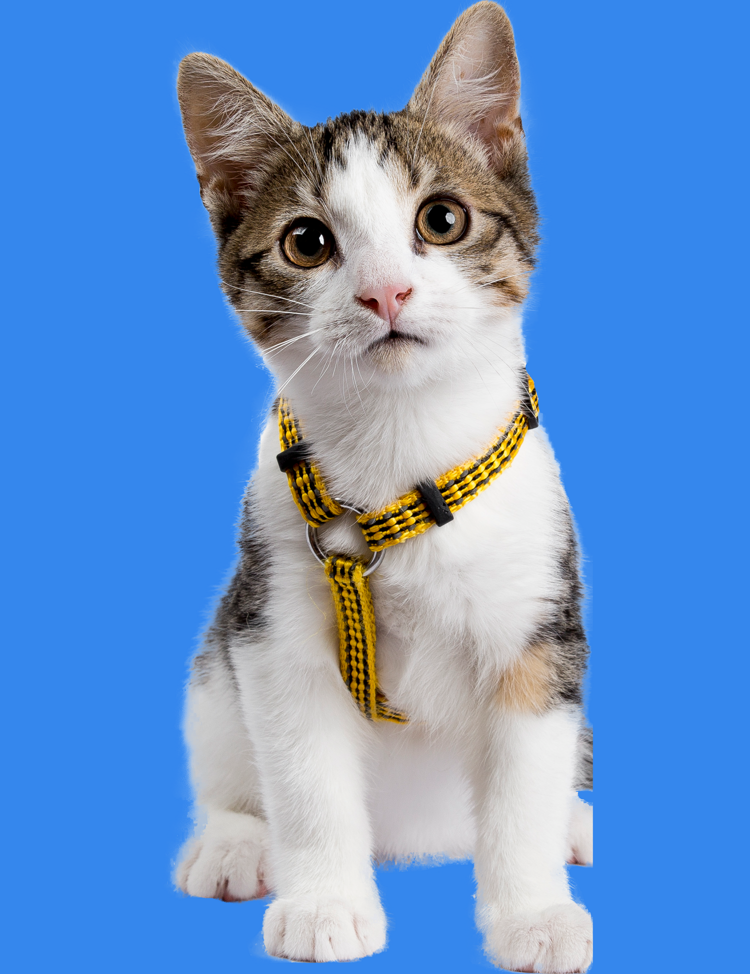 Gatto